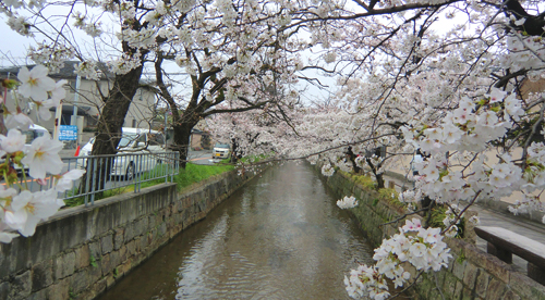 玉串川の桜